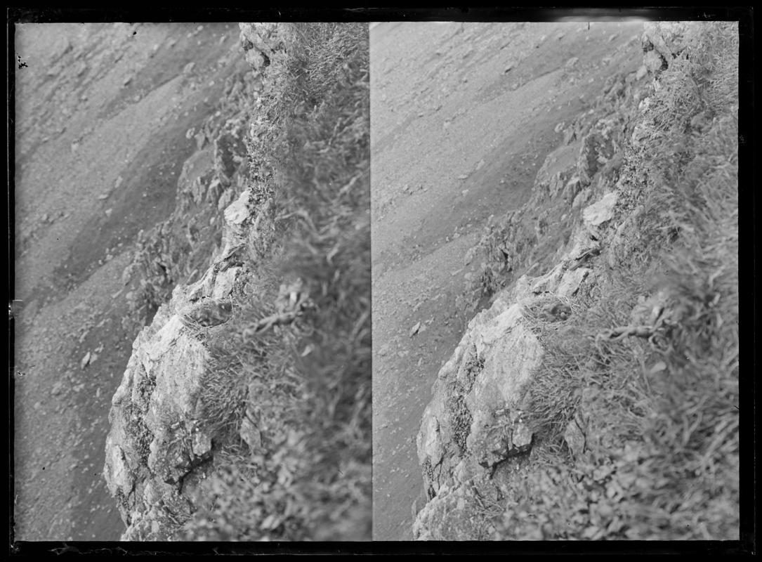 Cormorants, glass negative