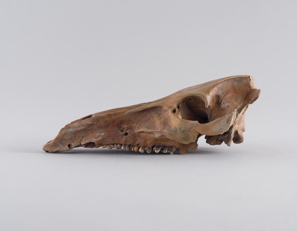 Holocene wild boar bone