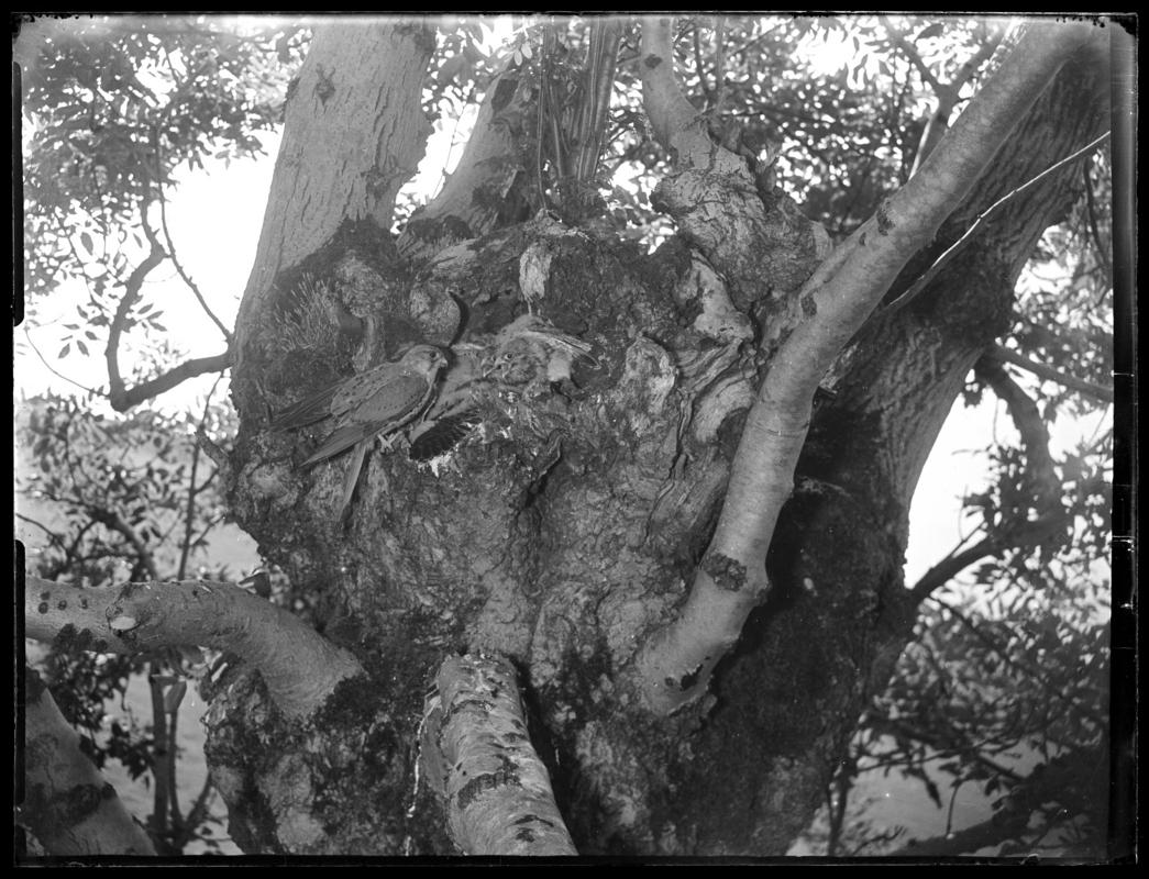 Kestrel, glass negative