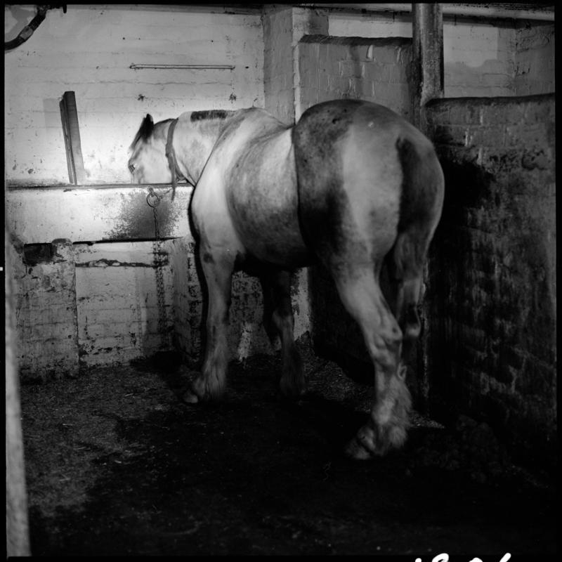 Black and white film negative showing Rex (pit pony) in his stall, Tower Colliery December 1979.  'Tower Colliery pit pony Dec 1979' is transcribed from original negative bag.  Appears to be identical to 2009.3/1366