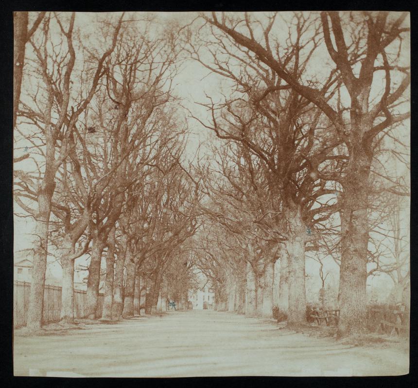 avenue of trees with house at end