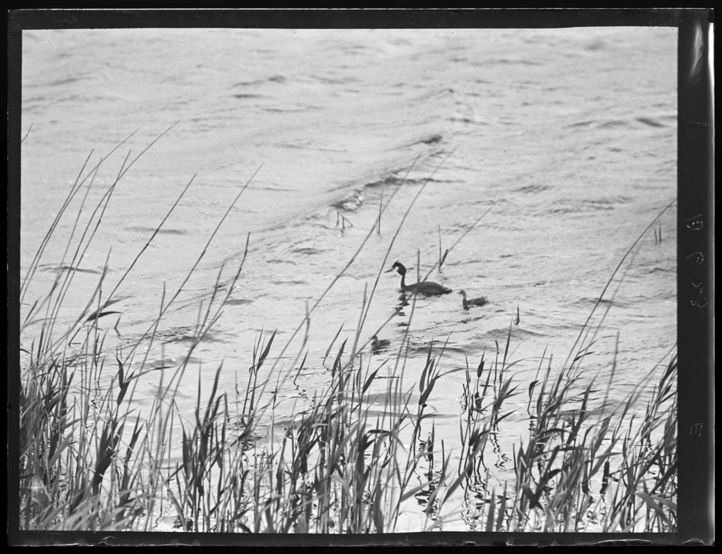 Great Crested Grebe, glass negative