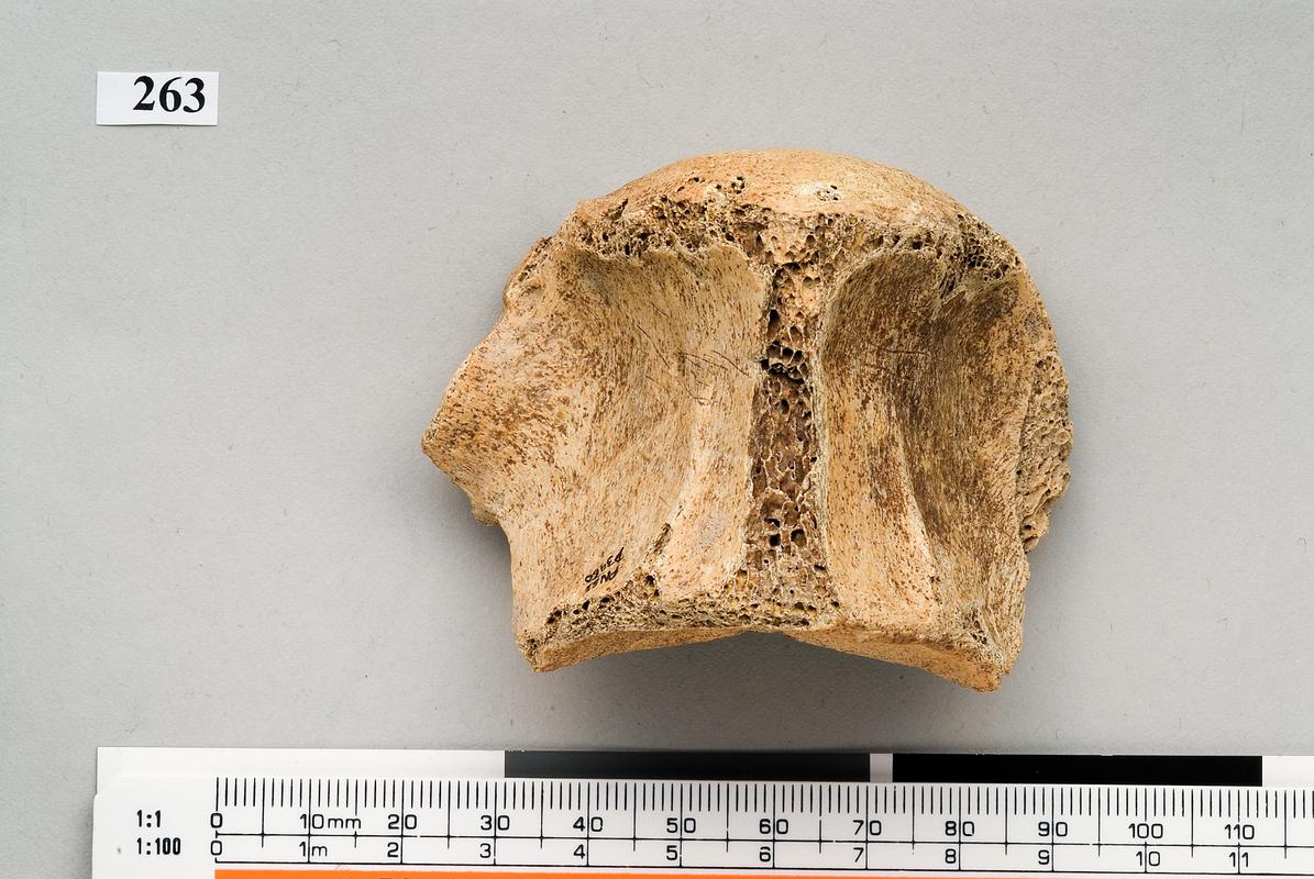 Pleistocene bear bone . Pontnewydd Cave