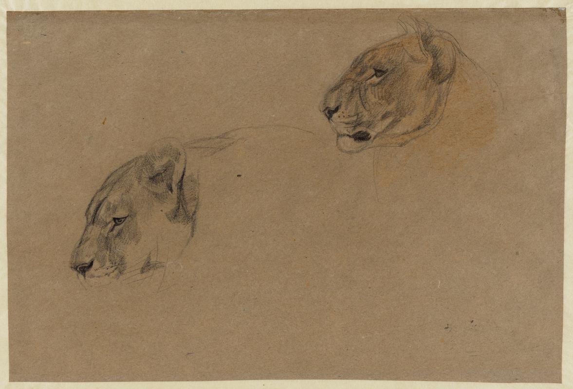 Study of Lionesses' Heads