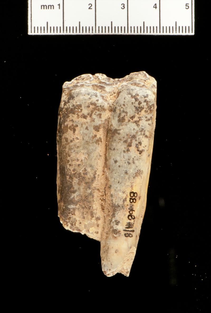 Pleistocene horse tooth