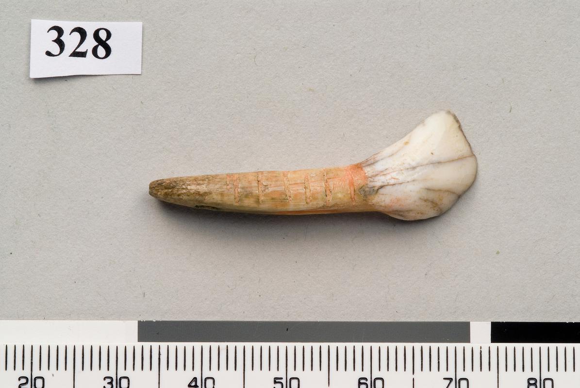 Upper Palaeolithic perforated tooth