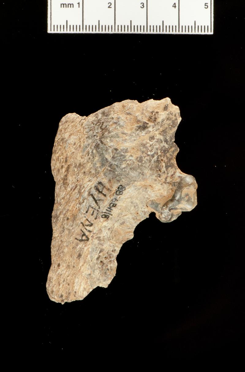 Pleistocene hyaena bone