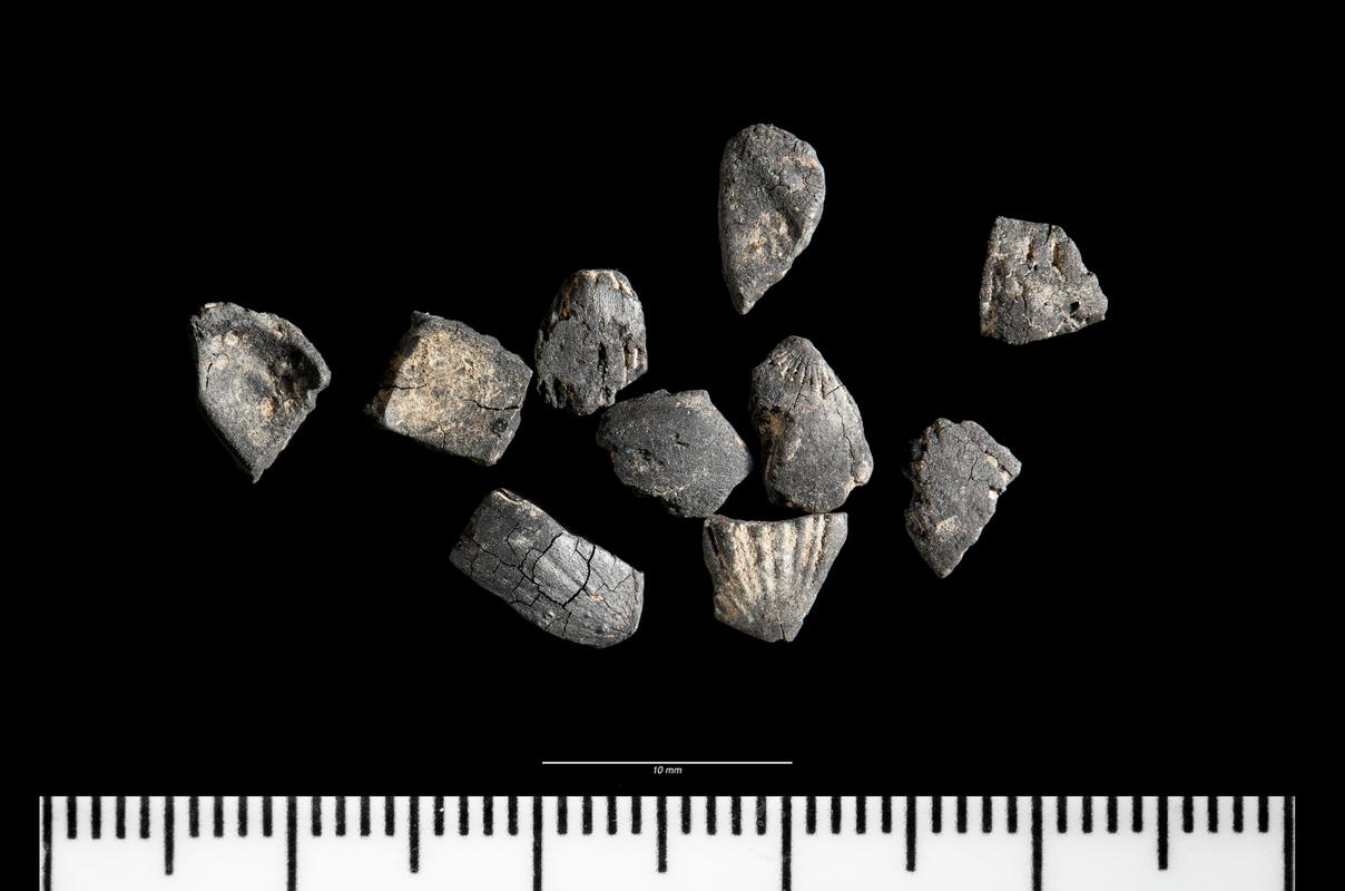 Mesolithic hazelnut shell