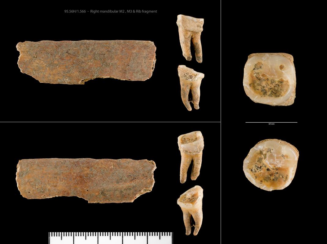 Right mandibular M2 and Right mandibular M3 and Rib fragment