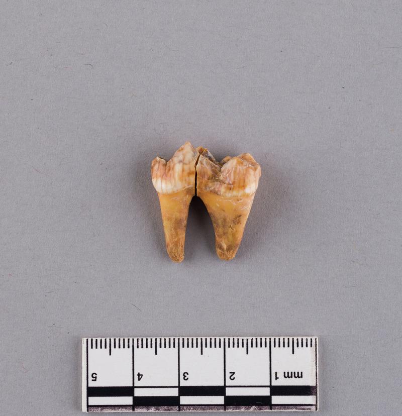 Pleistocene bear tooth