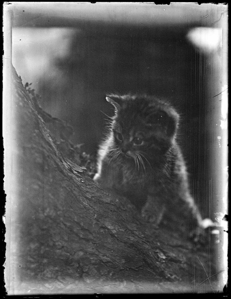 Glass negative - ¼ plate