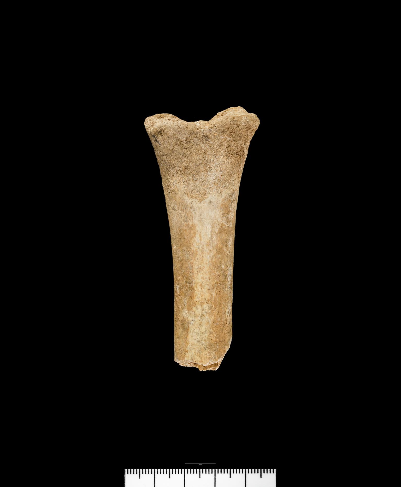 Holocene red deer bone