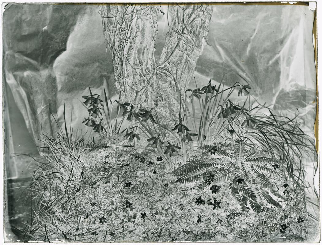 Ferns and daffodils, glass negative