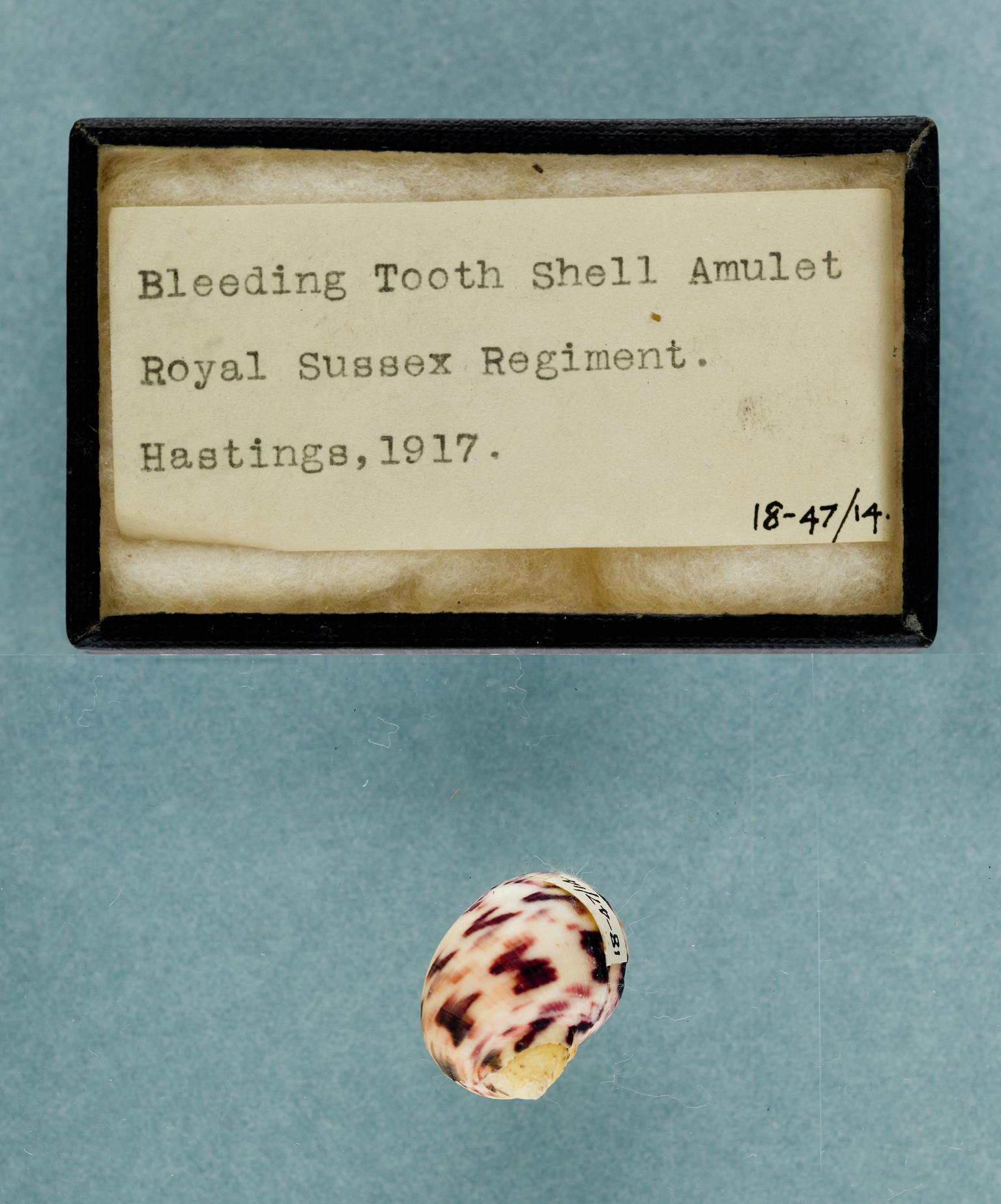 Bleeding tooth shell amulet