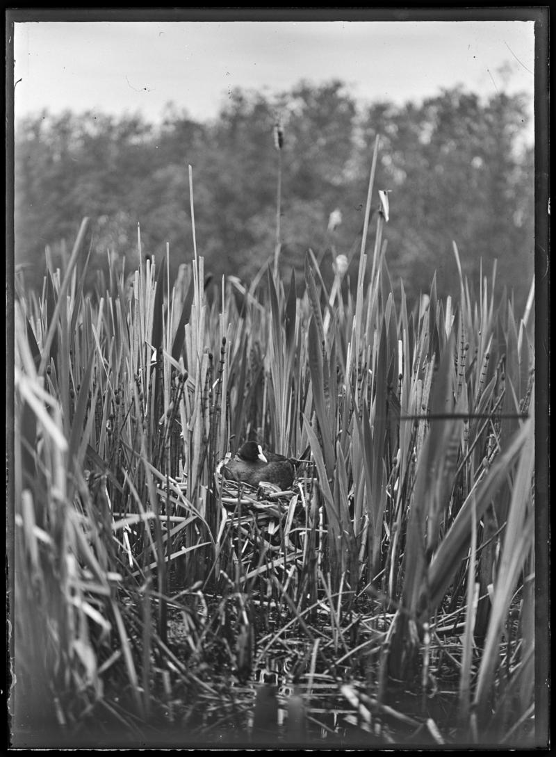 Coot nest, glass negative