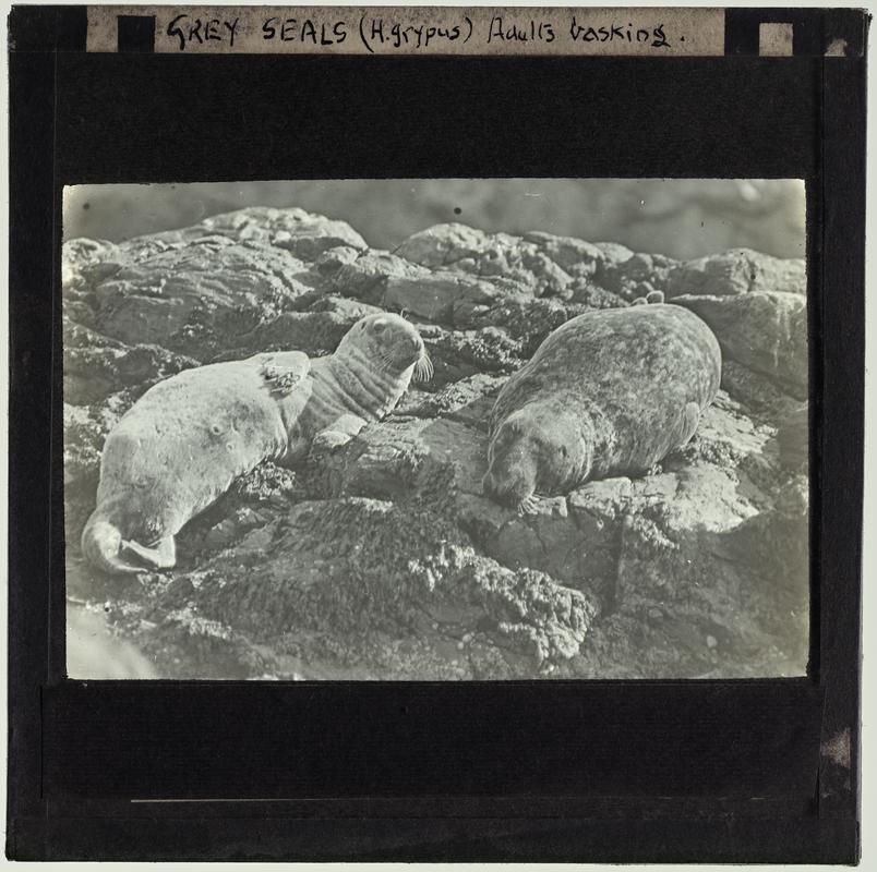 Grey Seals, lantern slide