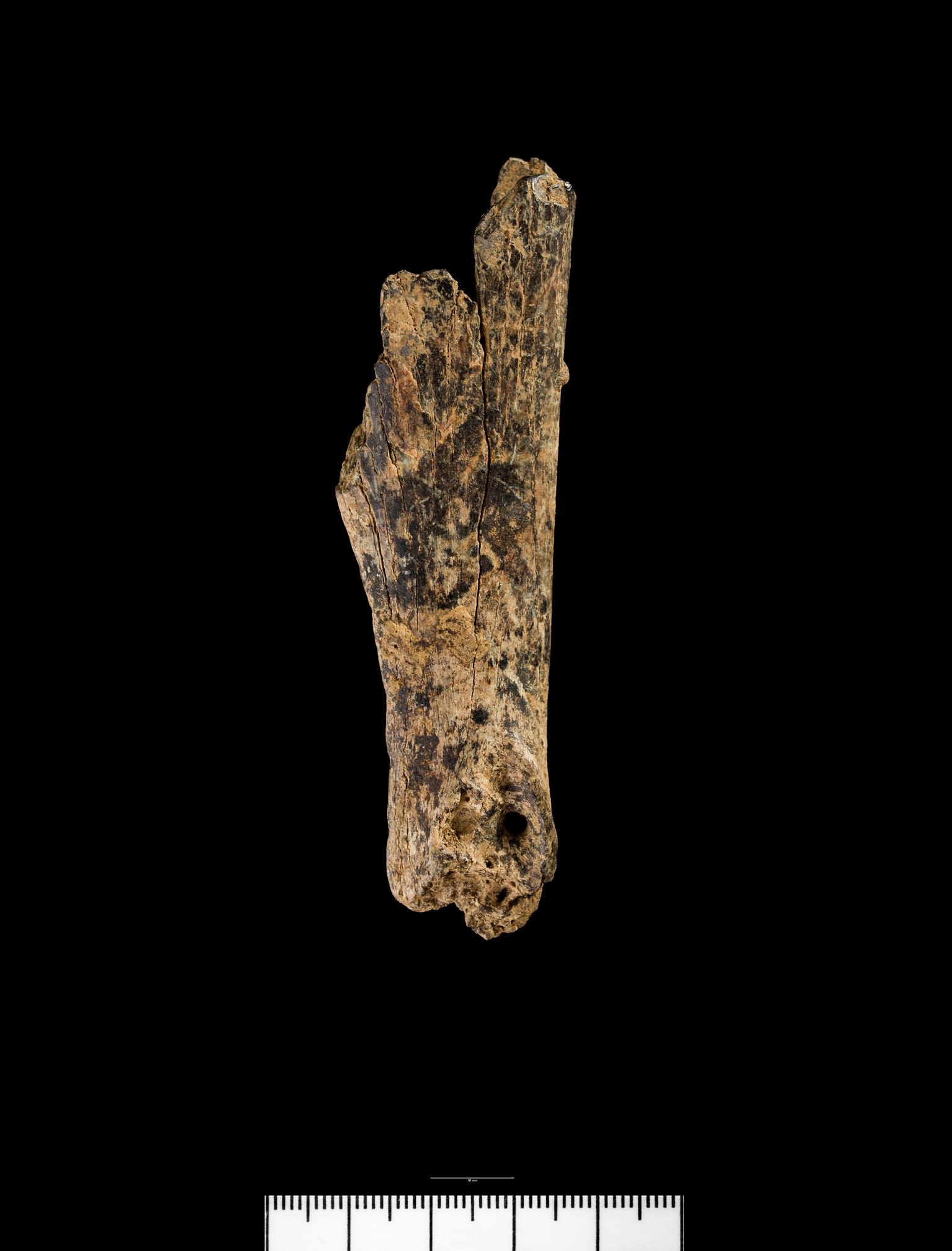 Pleistocene / Holocene animal bone
