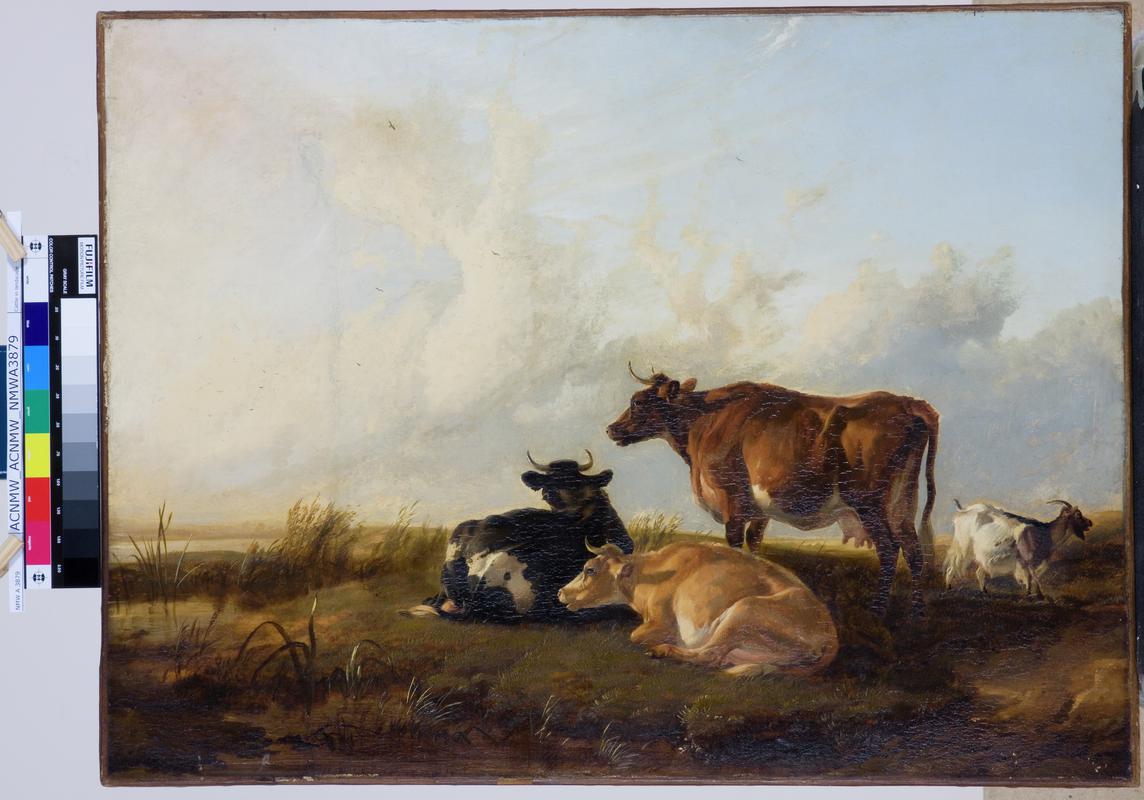 Cattle in landscape