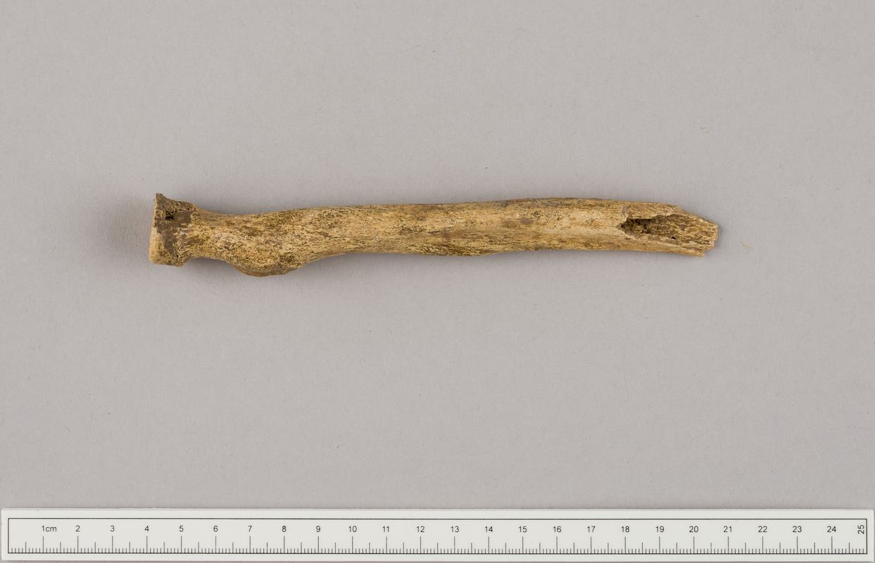 Prehistoric human bone