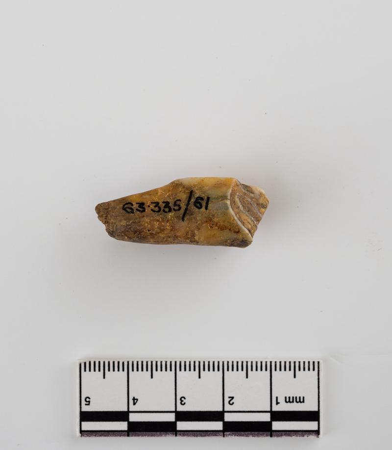 Pleistocene reindeer tooth