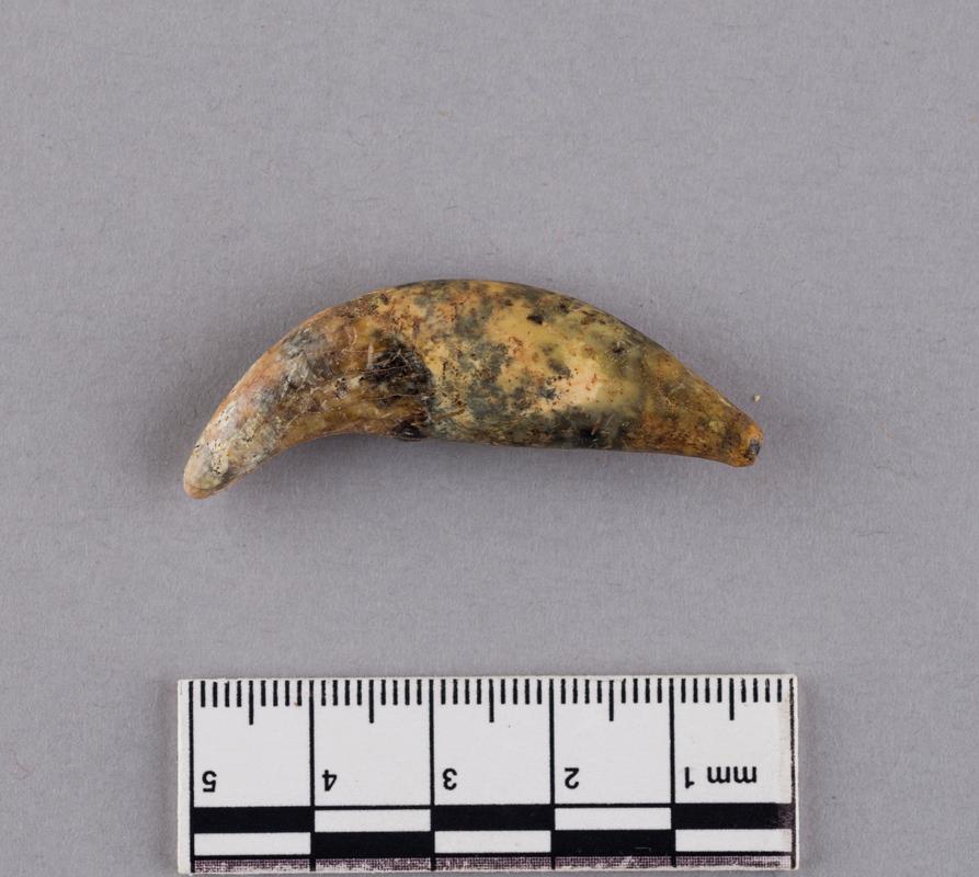 Pleistocene wolf tooth