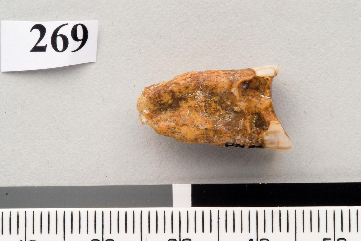 Neanderthal molar . Pontnewydd Cave