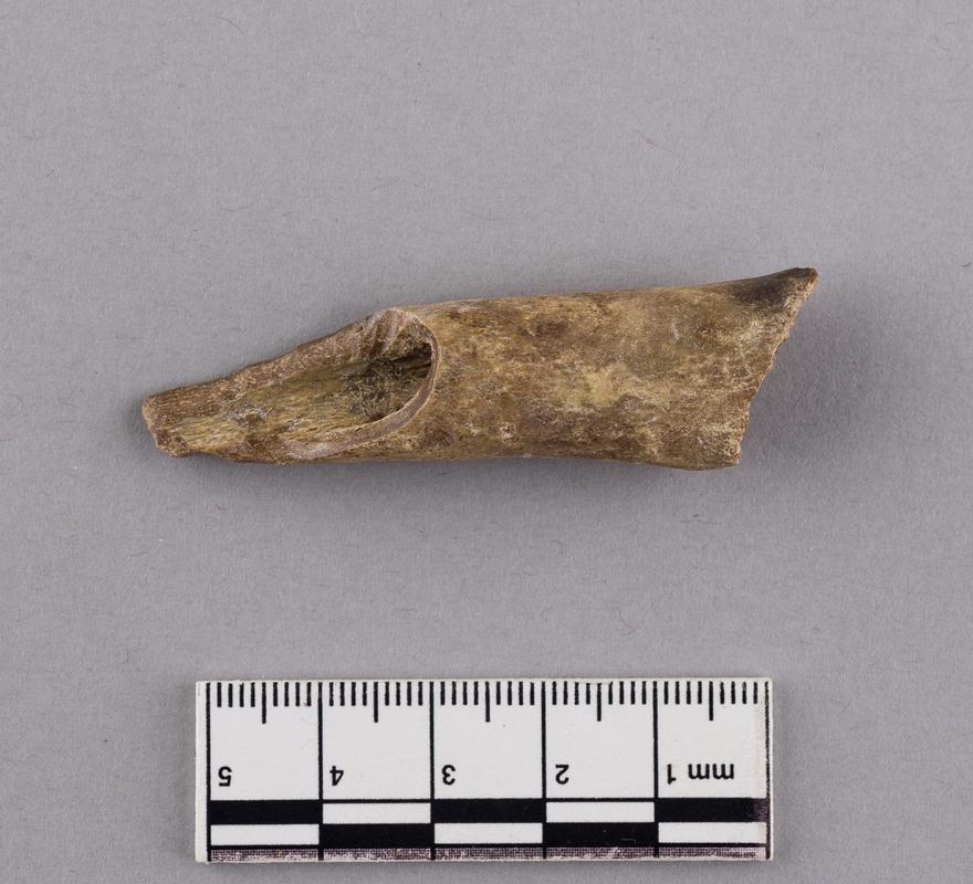 Pleistocene wolf bone . Pontnewydd Cave
