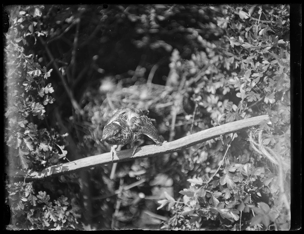 Cuckoo, glass negative