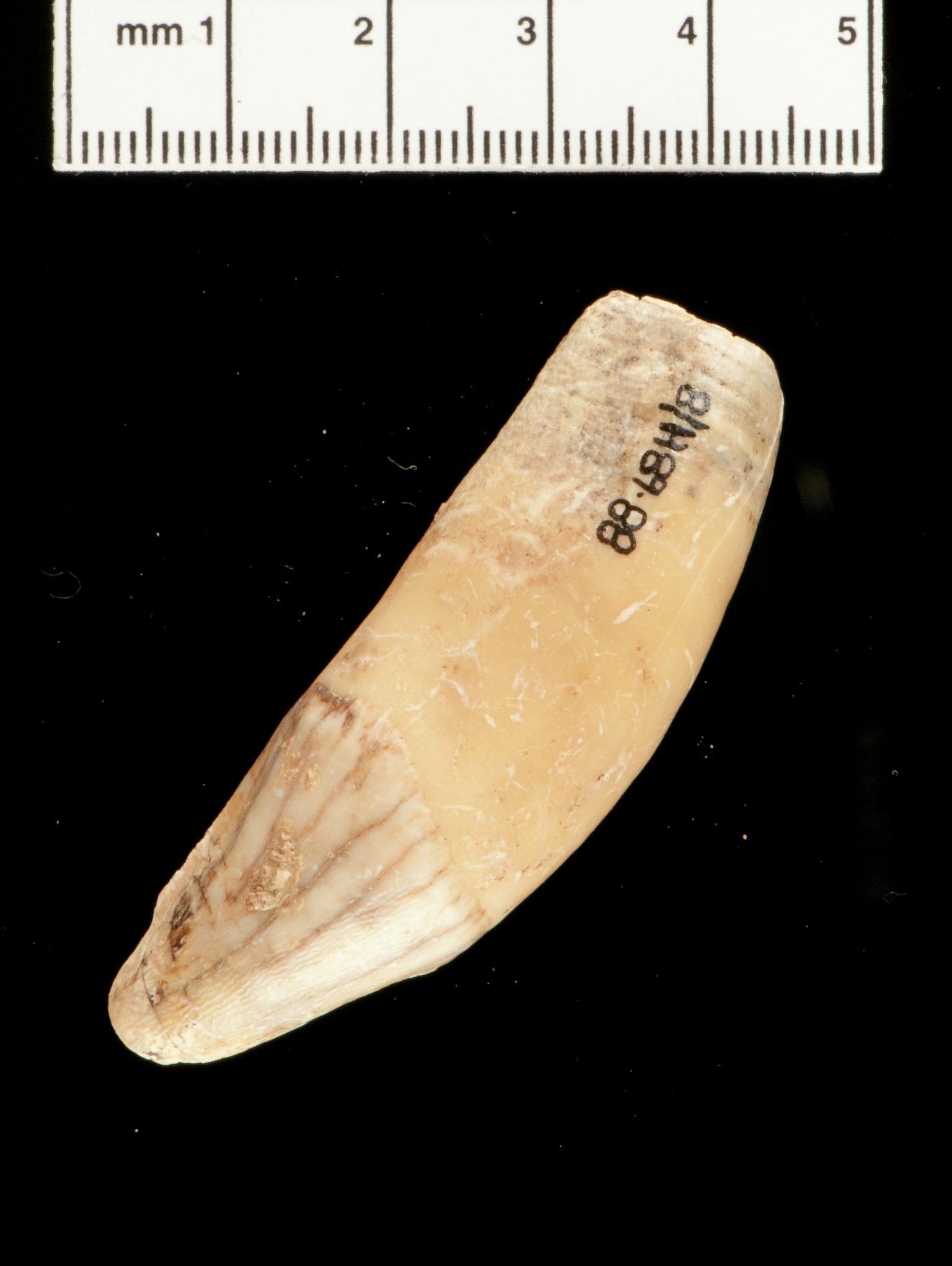 Pleistocene hyaena tooth
