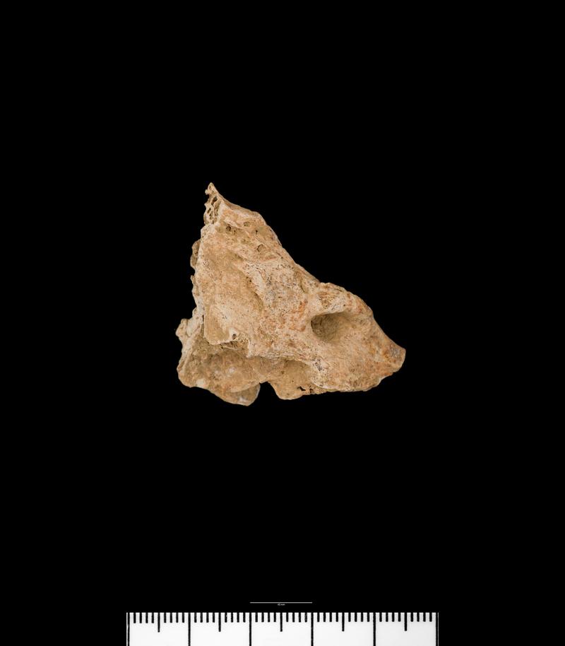 Iron Age human bone