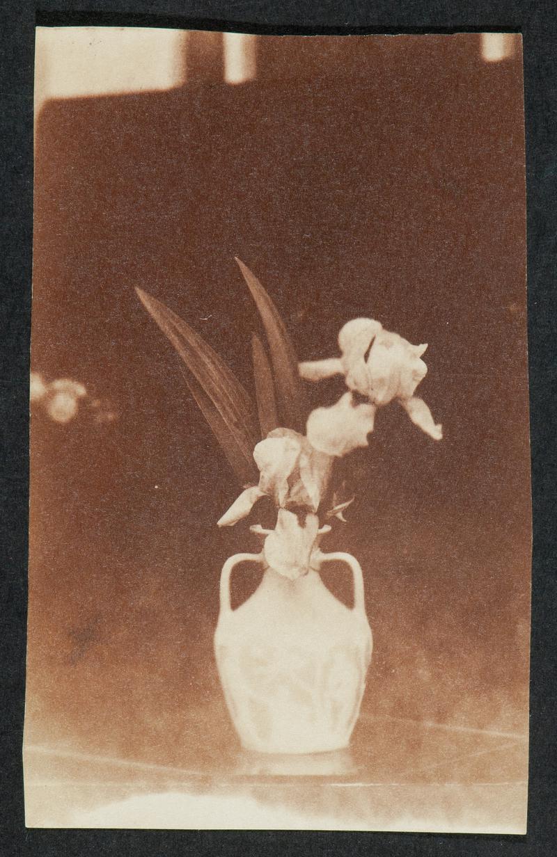 vase with iris