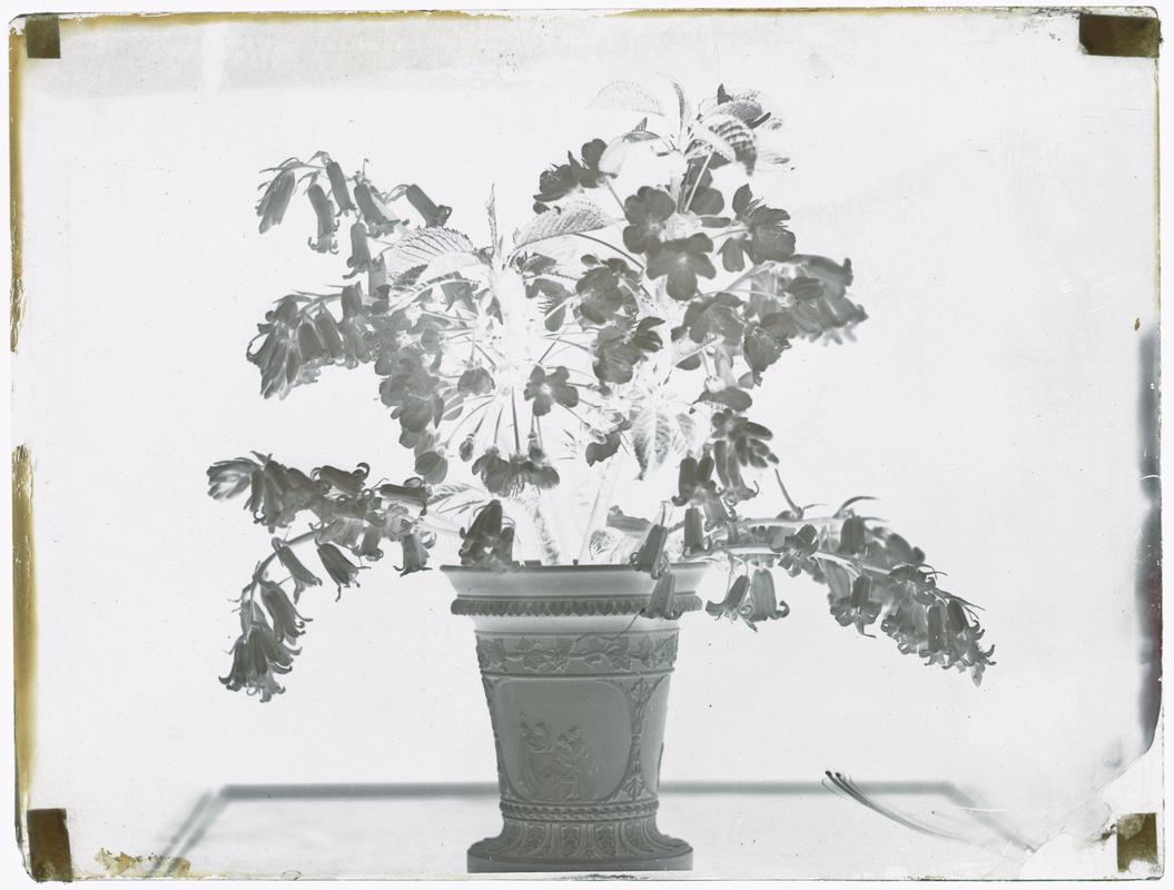 Vase of bluebells, glass negative