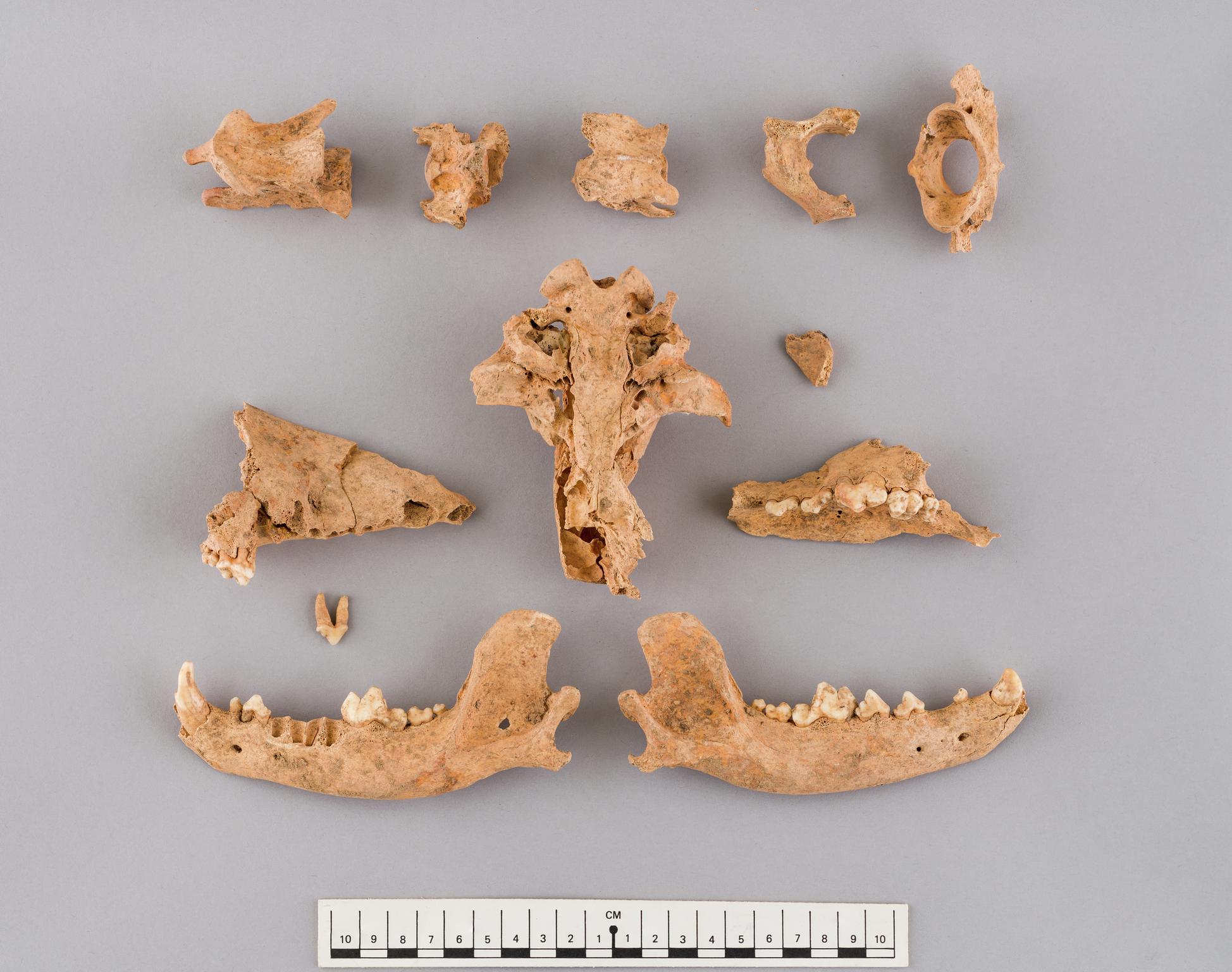 Iron Age / Roman animal bone