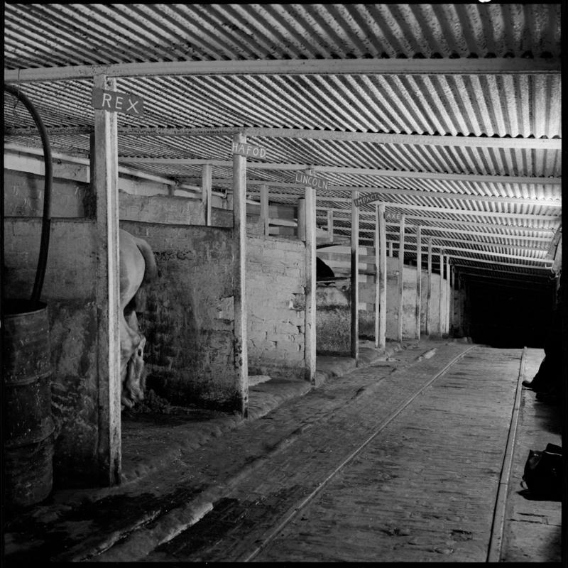 Black and white film negative showing a pit pony at the underground stables, Tower Colliery December 1979.  'Tower Colliery pit pony Dec 1979' is transcribed from original negative bag.  Appears to be identical to 2009.3/1362.