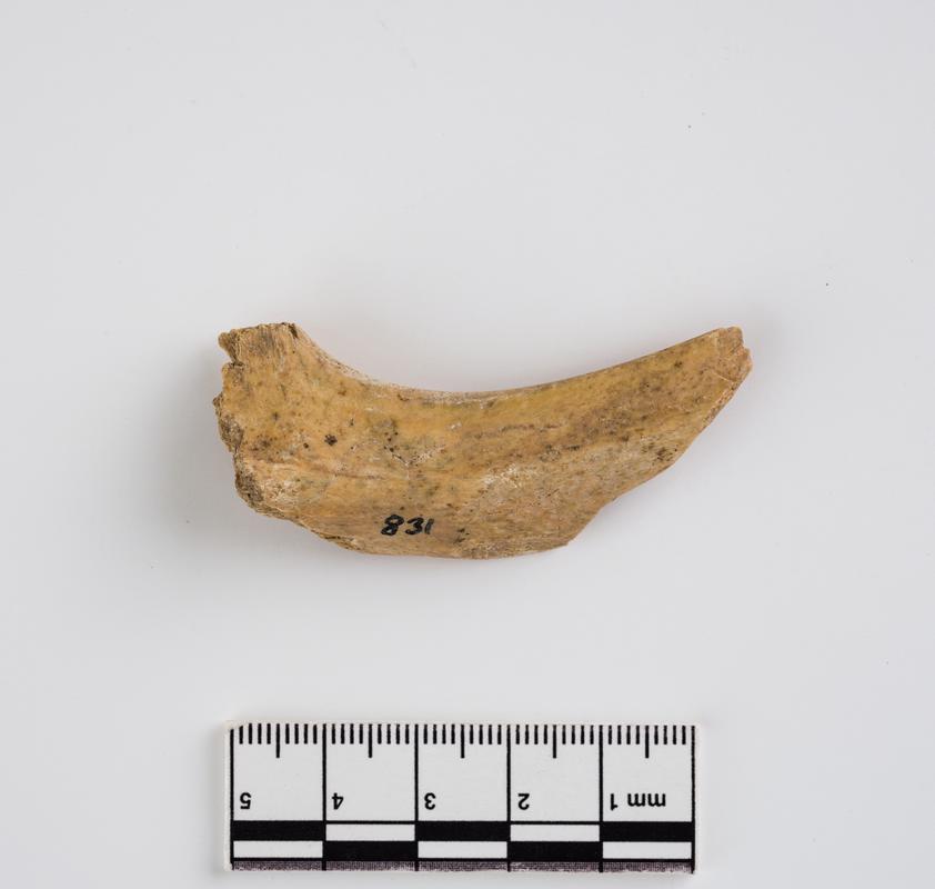 Pleistocene aurochs bone