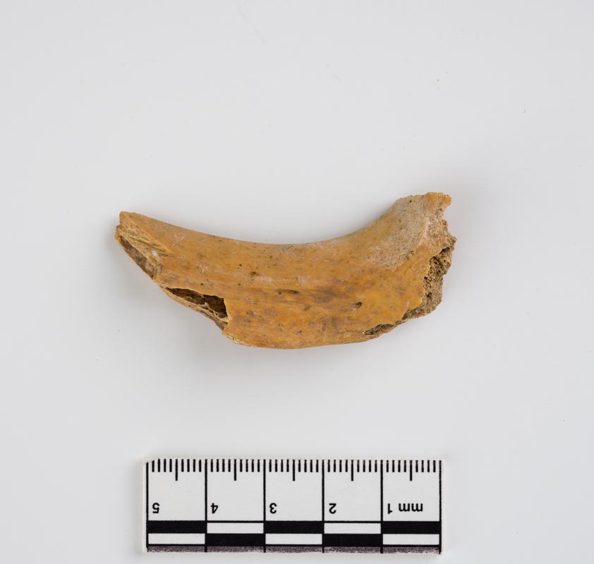 Holocene auroch bone