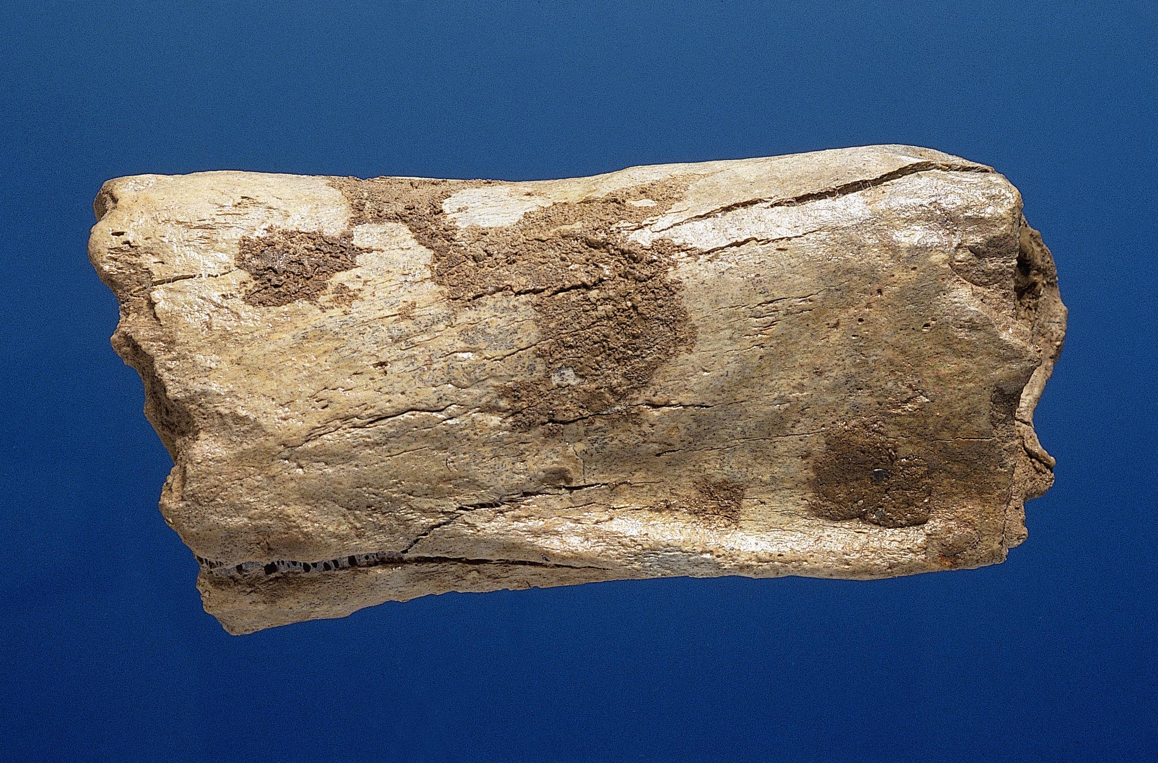 Pleistocene woolly rhinoceros bone