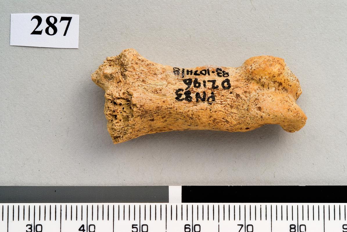 Pleistocene leopard bone . Pontnewydd Cave