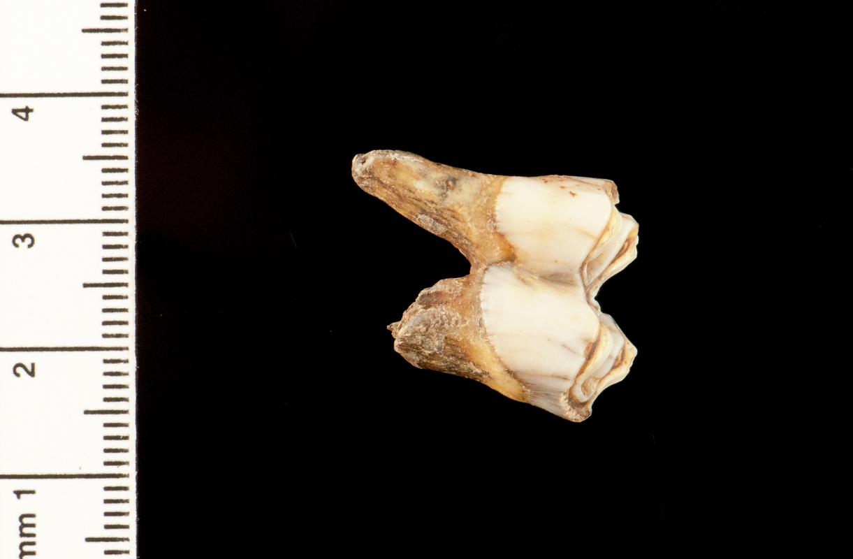 Pleistocene reindeer tooth