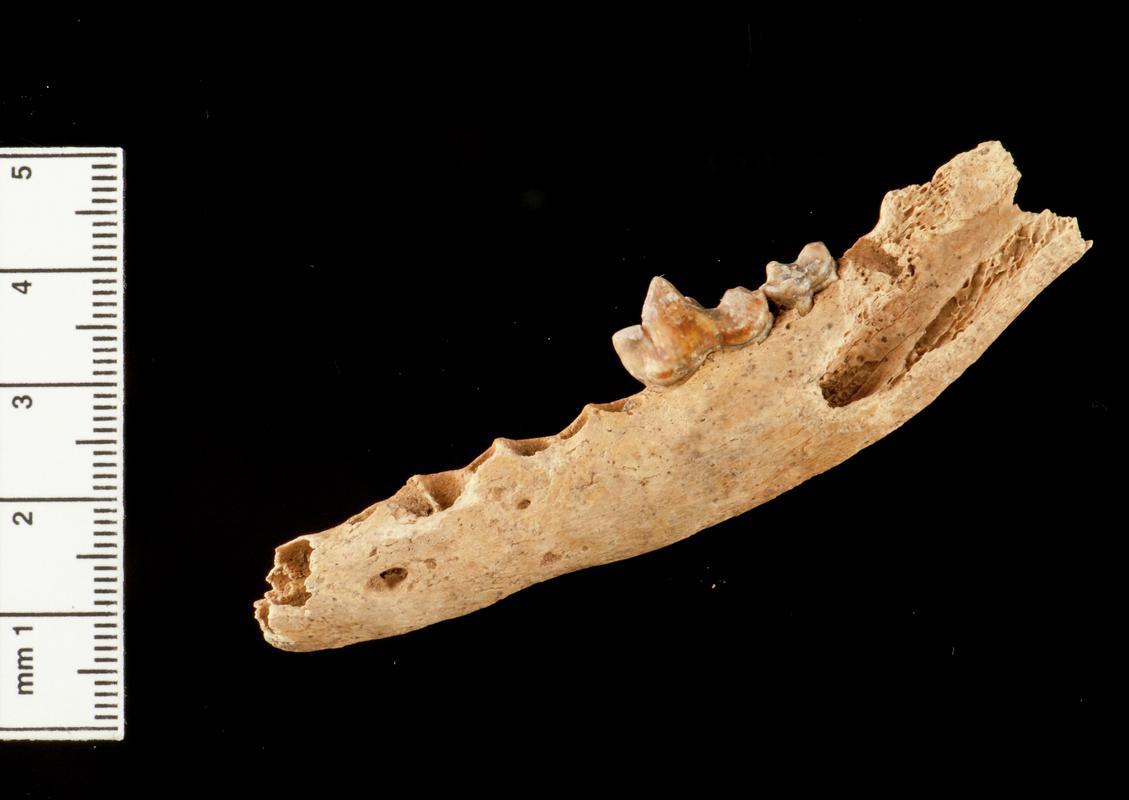 Fox mandible with teeth