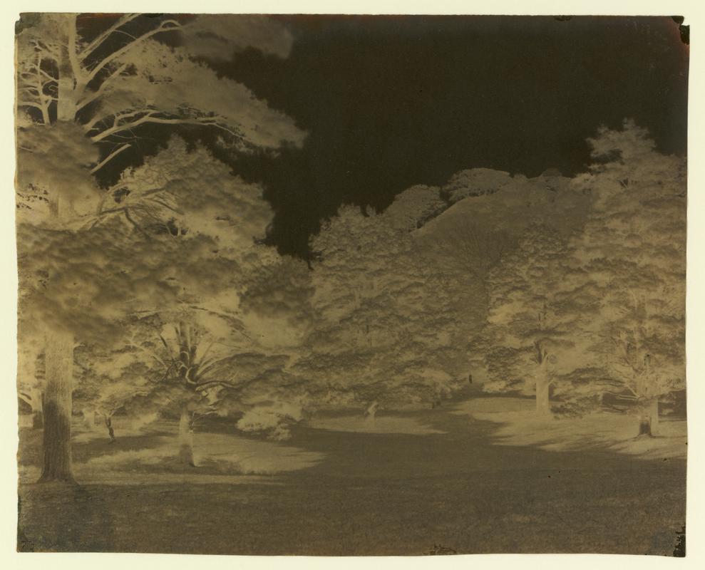 Scots Firs in Margam Park (negative)