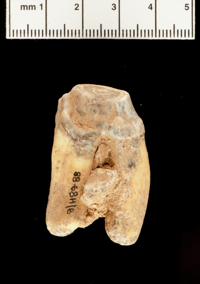 Pleistocene animal bone