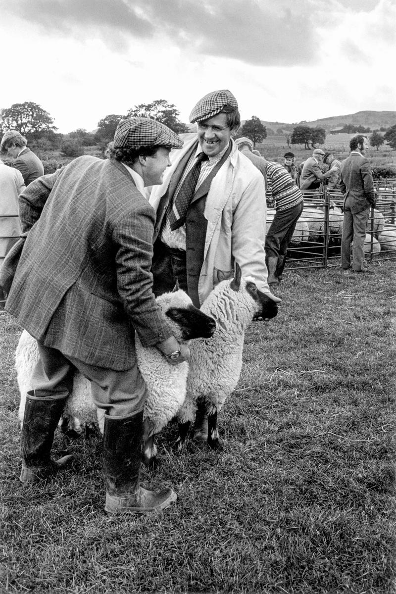GB. WALES. LLanafan Fawr. Showing sheep. 1983.