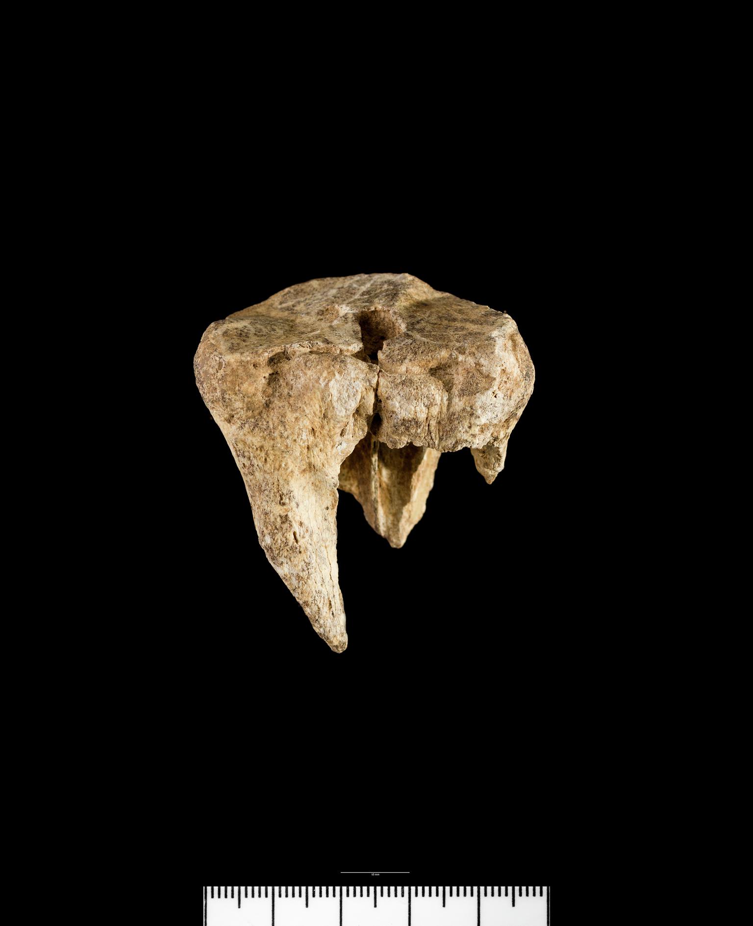 Pleistocene / Holocene red deer bone