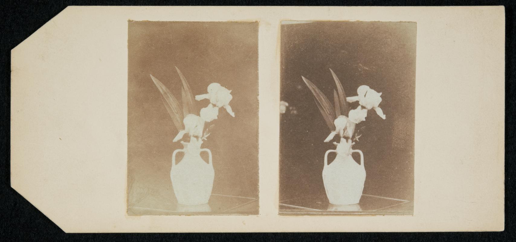 vase of iris