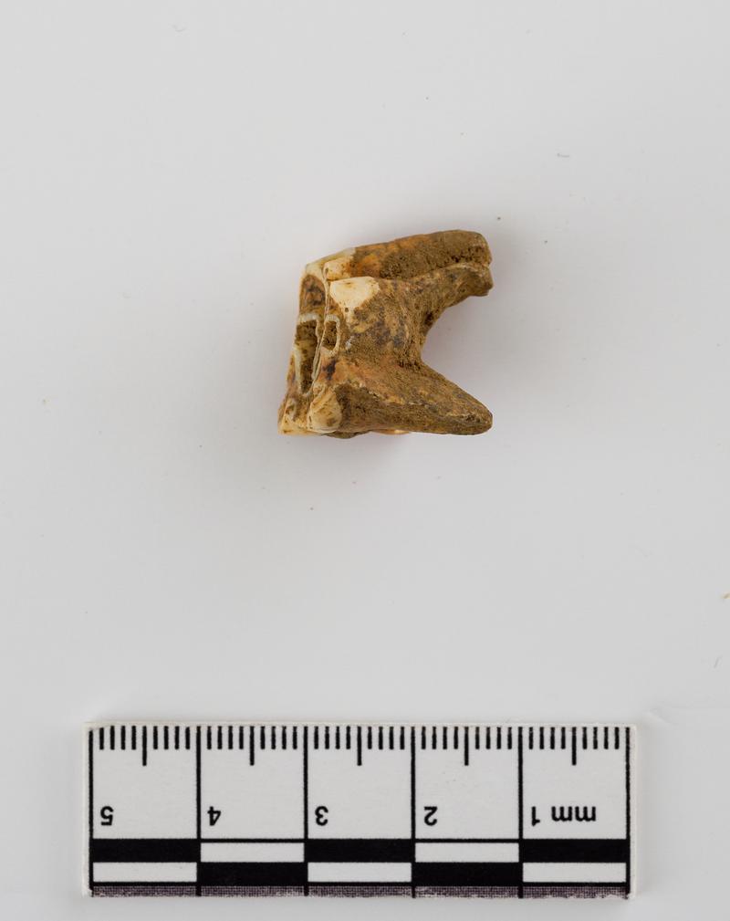 Pleistocene deer tooth