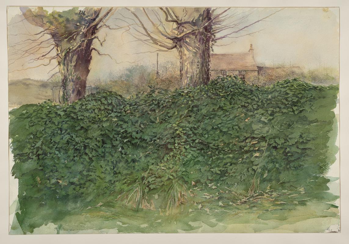 The Ivy Hedge, Llanfairynghornwy