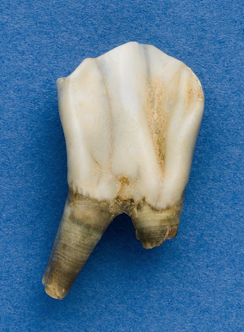 Pleistocene musk ox tooth