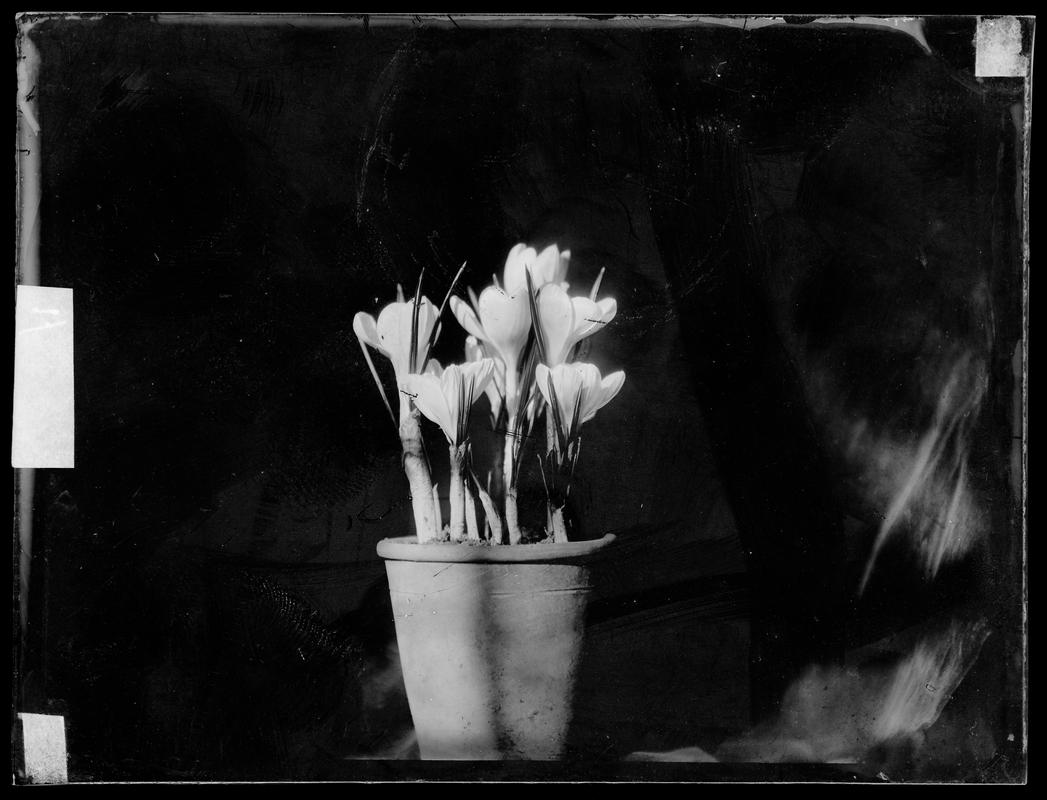 Vase of crocuses, glass negative