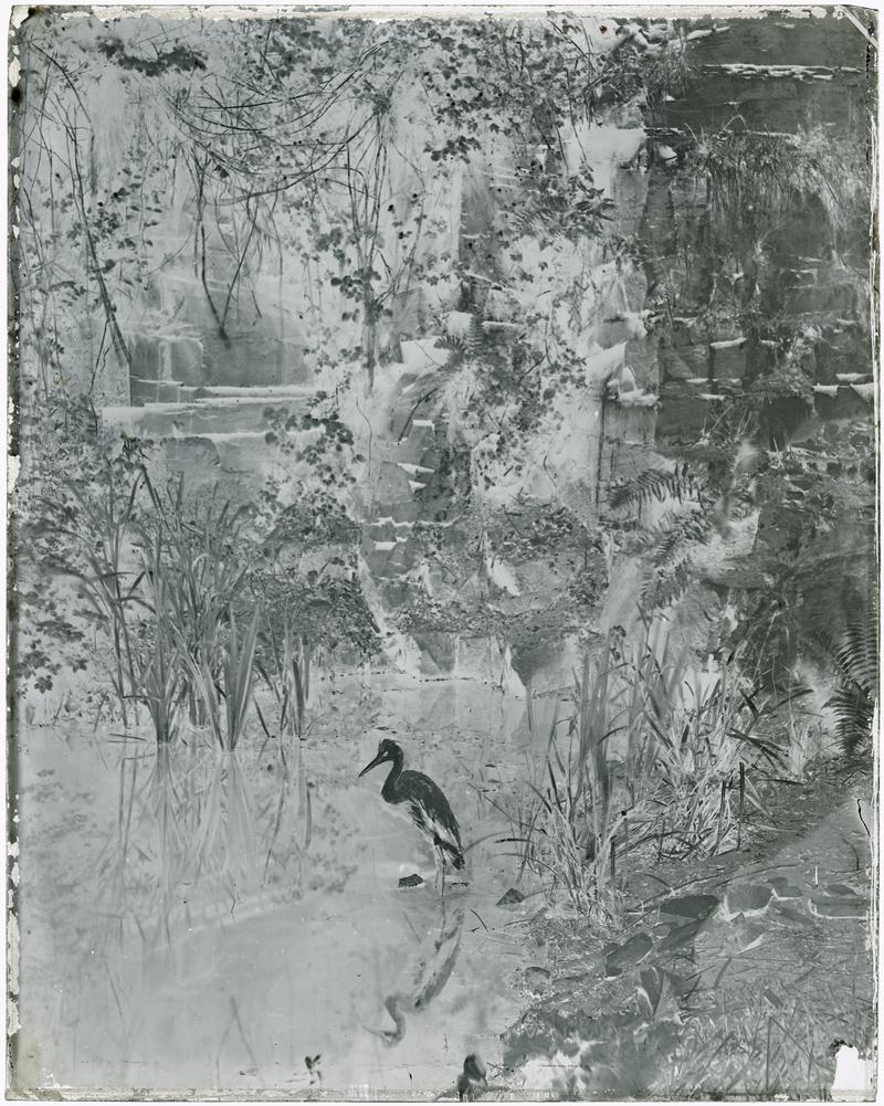 Heron, glass negative